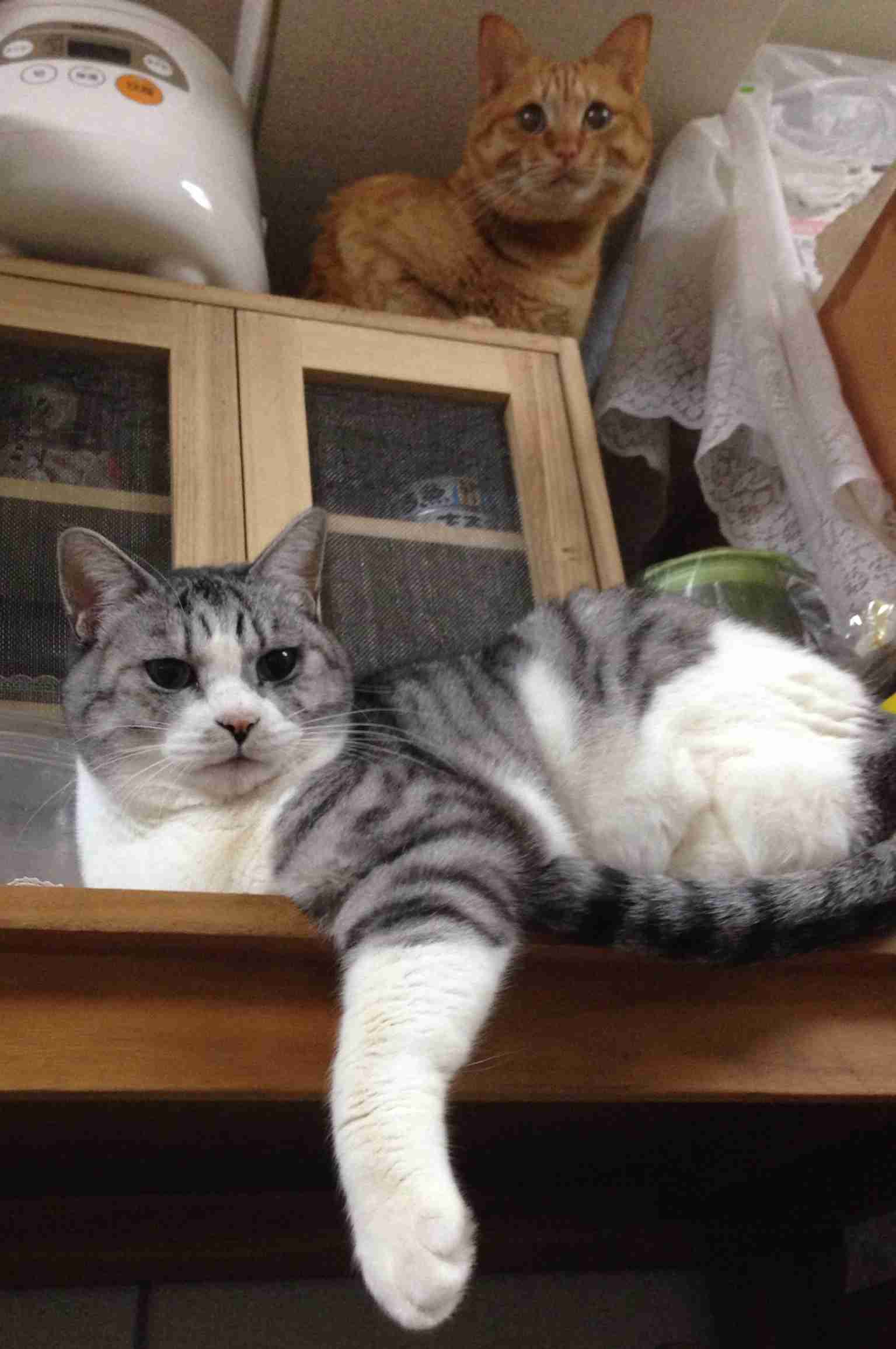 2月22日、猫の日です＊猫の画像貼っていきましょう(*´∀`)♪