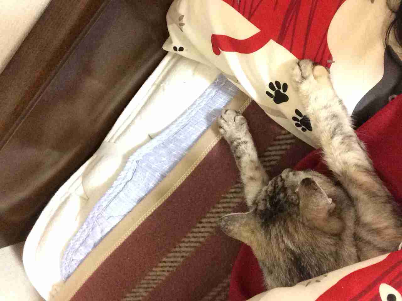 2月22日、猫の日です＊猫の画像貼っていきましょう(*´∀`)♪