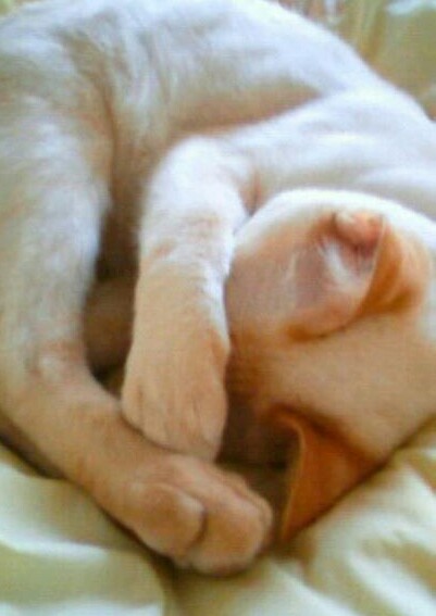 2月22日、猫の日です＊猫の画像貼っていきましょう(*´∀`)♪