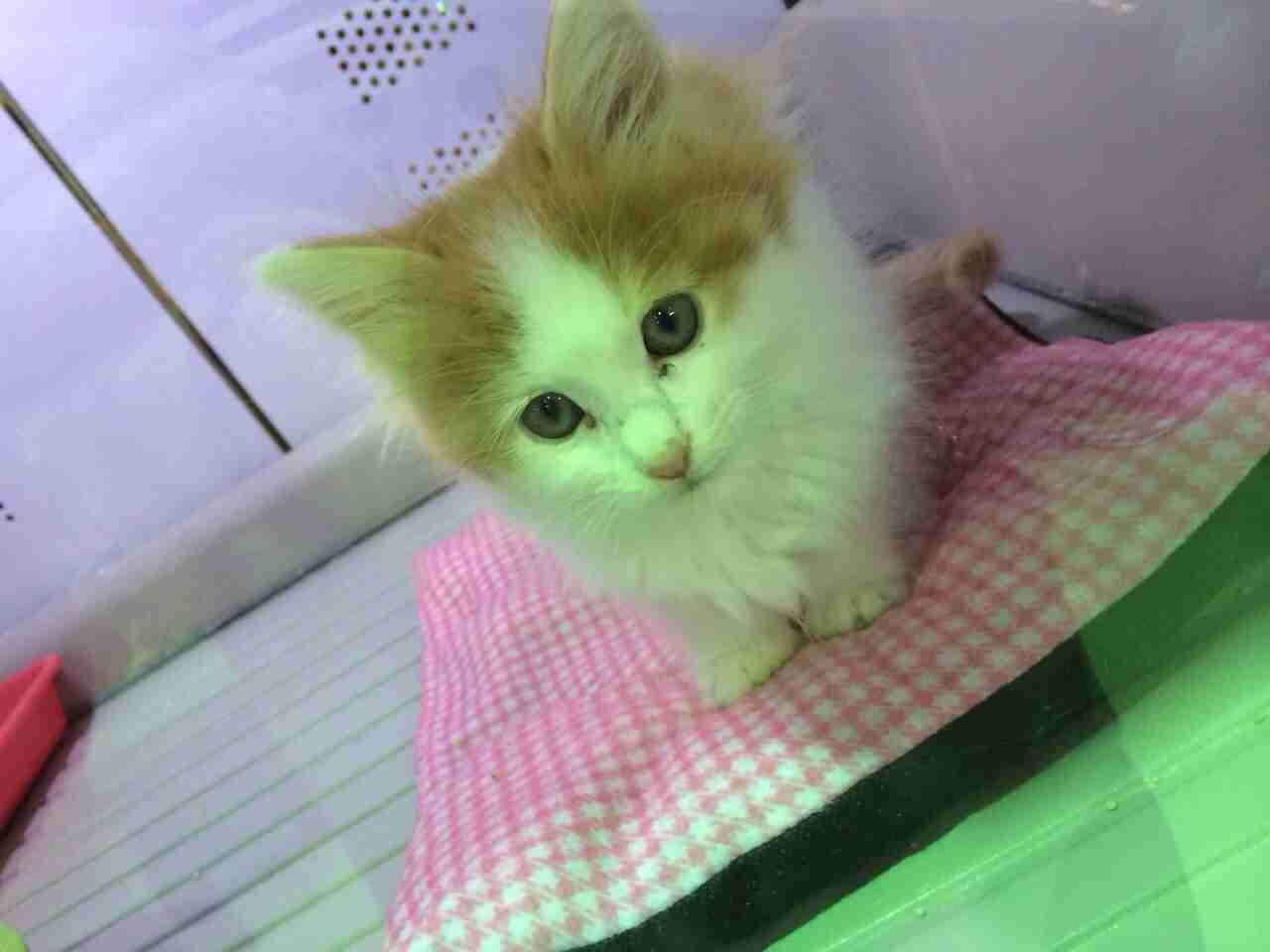 2月22日、猫の日です＊猫の画像貼っていきましょう(*´∀`)♪