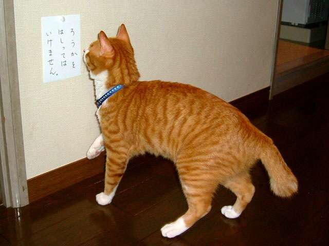 2月22日、猫の日です＊猫の画像貼っていきましょう(*´∀`)♪