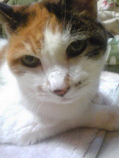 2月22日、猫の日です＊猫の画像貼っていきましょう(*´∀`)♪