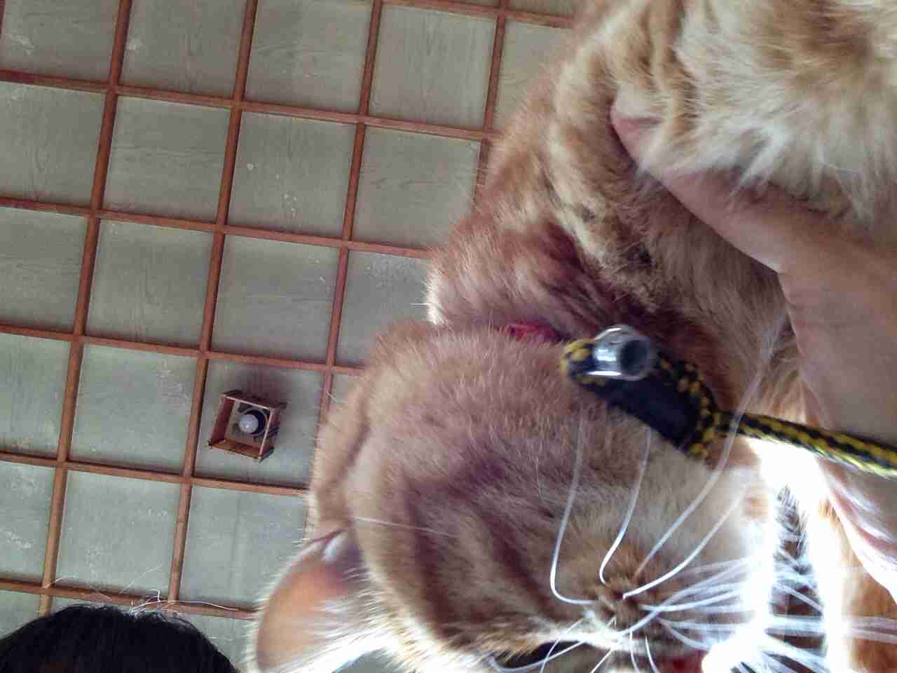 2月22日、猫の日です＊猫の画像貼っていきましょう(*´∀`)♪