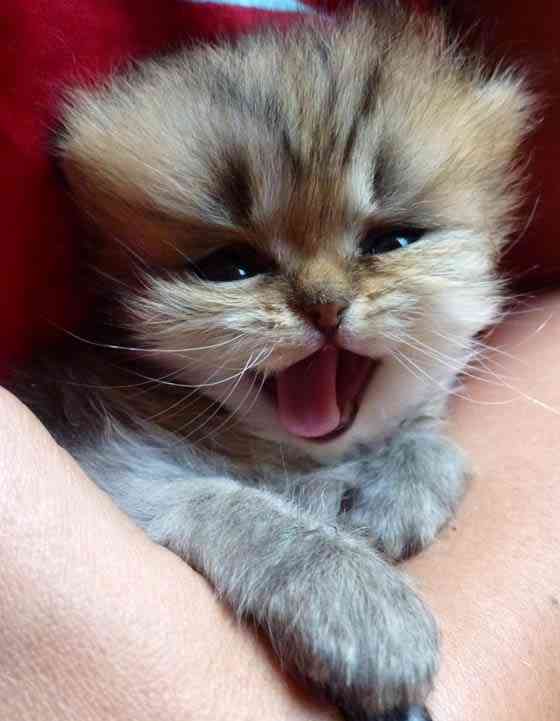 2月22日、猫の日です＊猫の画像貼っていきましょう(*´∀`)♪