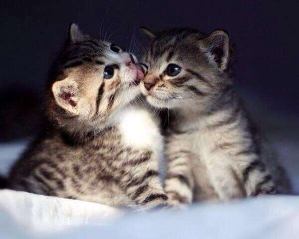 2月22日、猫の日です＊猫の画像貼っていきましょう(*´∀`)♪