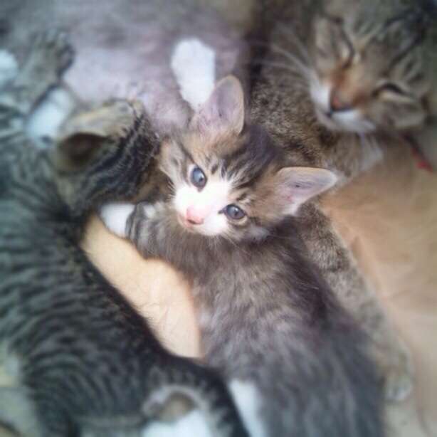 2月22日、猫の日です＊猫の画像貼っていきましょう(*´∀`)♪