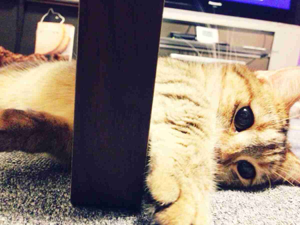 2月22日、猫の日です＊猫の画像貼っていきましょう(*´∀`)♪