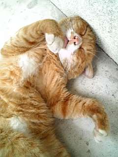 2月22日、猫の日です＊猫の画像貼っていきましょう(*´∀`)♪
