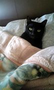 2月22日、猫の日です＊猫の画像貼っていきましょう(*´∀`)♪