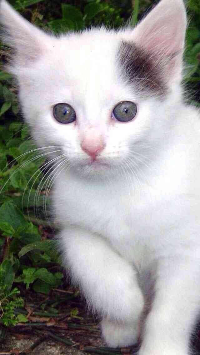 2月22日、猫の日です＊猫の画像貼っていきましょう(*´∀`)♪