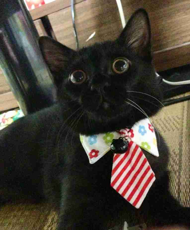 2月22日、猫の日です＊猫の画像貼っていきましょう(*´∀`)♪