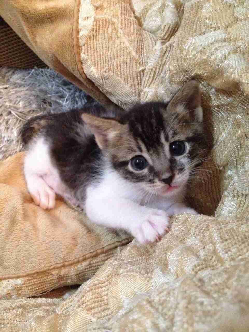 2月22日、猫の日です＊猫の画像貼っていきましょう(*´∀`)♪