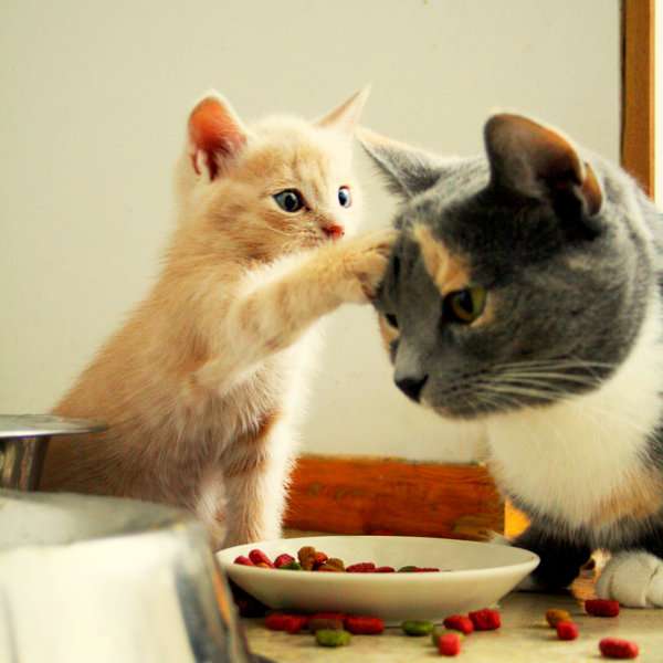 2月22日、猫の日です＊猫の画像貼っていきましょう(*´∀`)♪