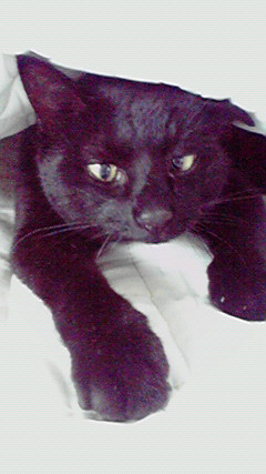 2月22日、猫の日です＊猫の画像貼っていきましょう(*´∀`)♪