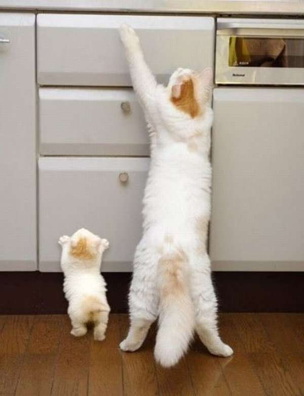 2月22日、猫の日です＊猫の画像貼っていきましょう(*´∀`)♪