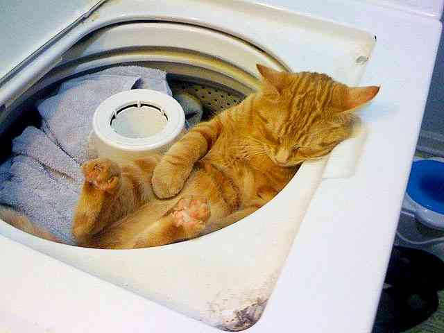 2月22日、猫の日です＊猫の画像貼っていきましょう(*´∀`)♪
