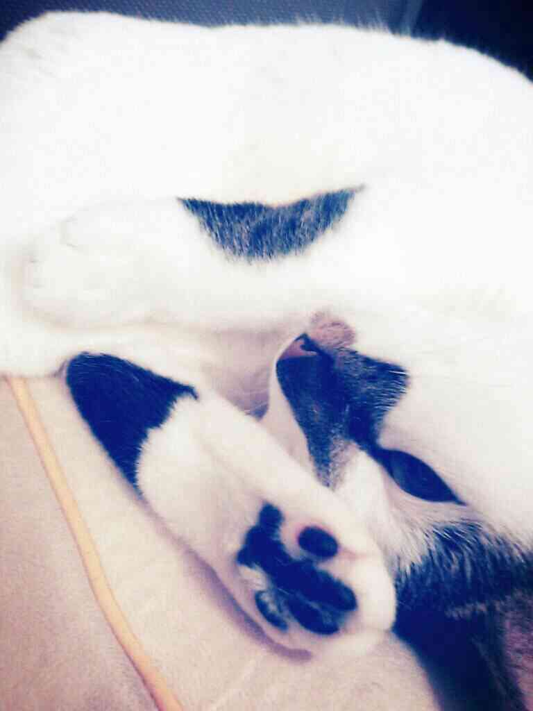 2月22日、猫の日です＊猫の画像貼っていきましょう(*´∀`)♪
