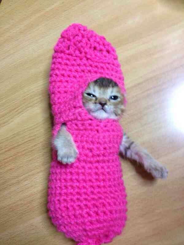 2月22日、猫の日です＊猫の画像貼っていきましょう(*´∀`)♪