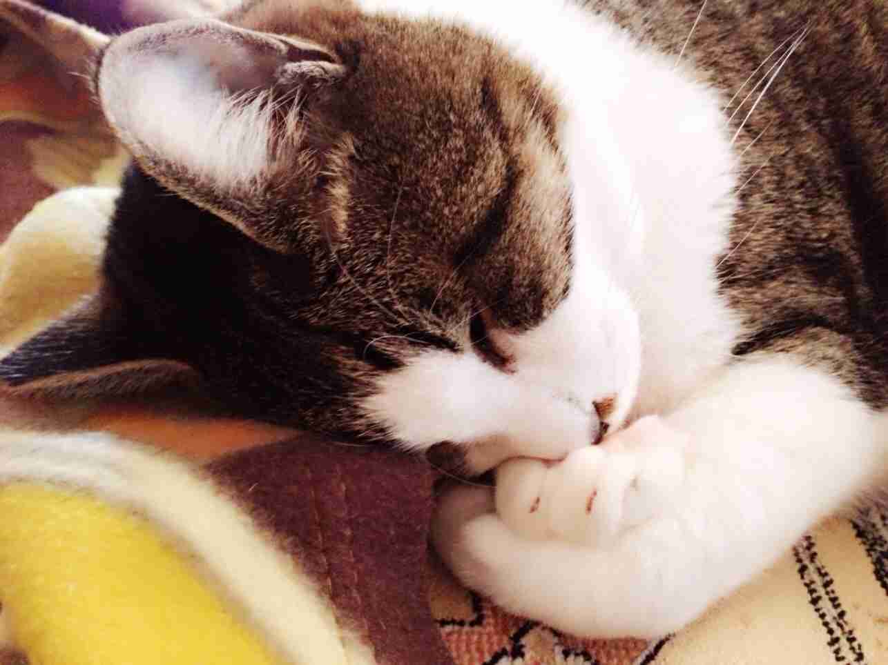 2月22日、猫の日です＊猫の画像貼っていきましょう(*´∀`)♪
