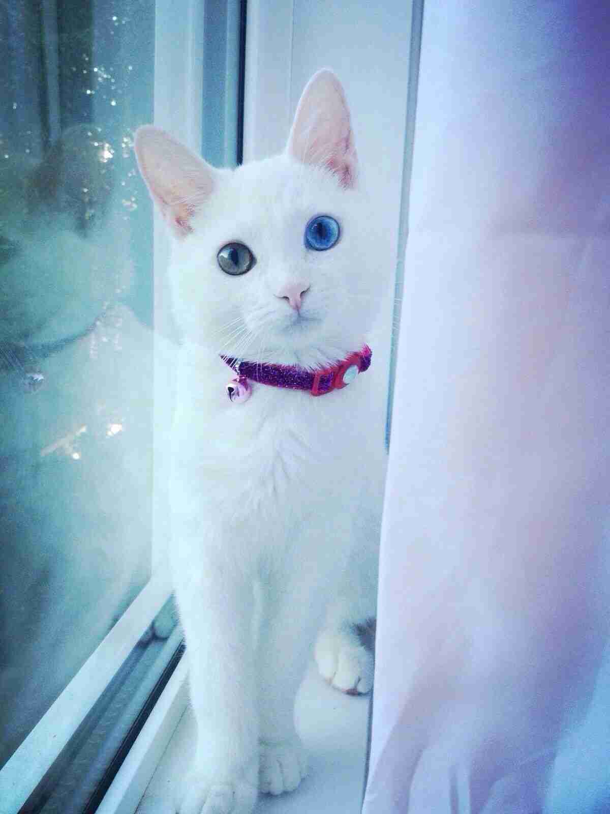 2月22日、猫の日です＊猫の画像貼っていきましょう(*´∀`)♪