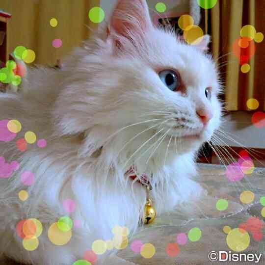 2月22日、猫の日です＊猫の画像貼っていきましょう(*´∀`)♪