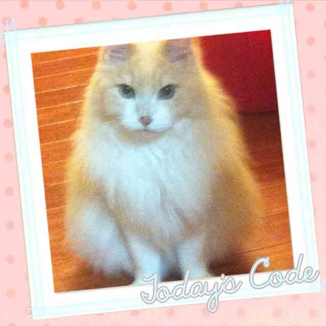 2月22日、猫の日です＊猫の画像貼っていきましょう(*´∀`)♪