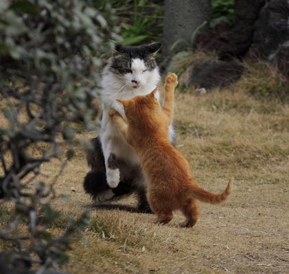 2月22日、猫の日です＊猫の画像貼っていきましょう(*´∀`)♪