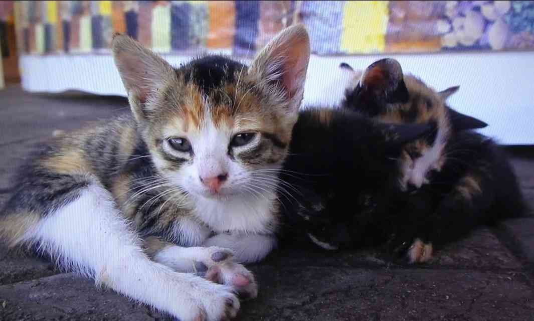 2月22日、猫の日です＊猫の画像貼っていきましょう(*´∀`)♪