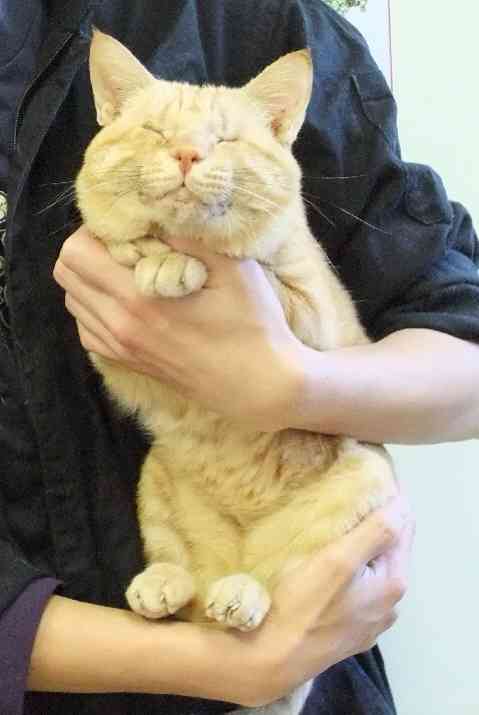2月22日、猫の日です＊猫の画像貼っていきましょう(*´∀`)♪