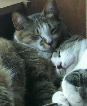 2月22日、猫の日です＊猫の画像貼っていきましょう(*´∀`)♪