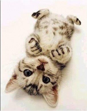 2月22日、猫の日です＊猫の画像貼っていきましょう(*´∀`)♪
