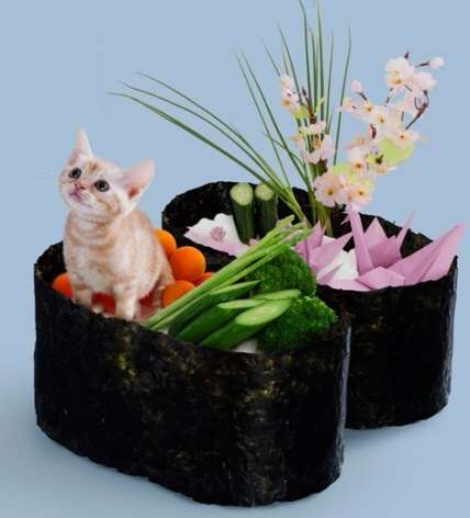 2月22日、猫の日です＊猫の画像貼っていきましょう(*´∀`)♪