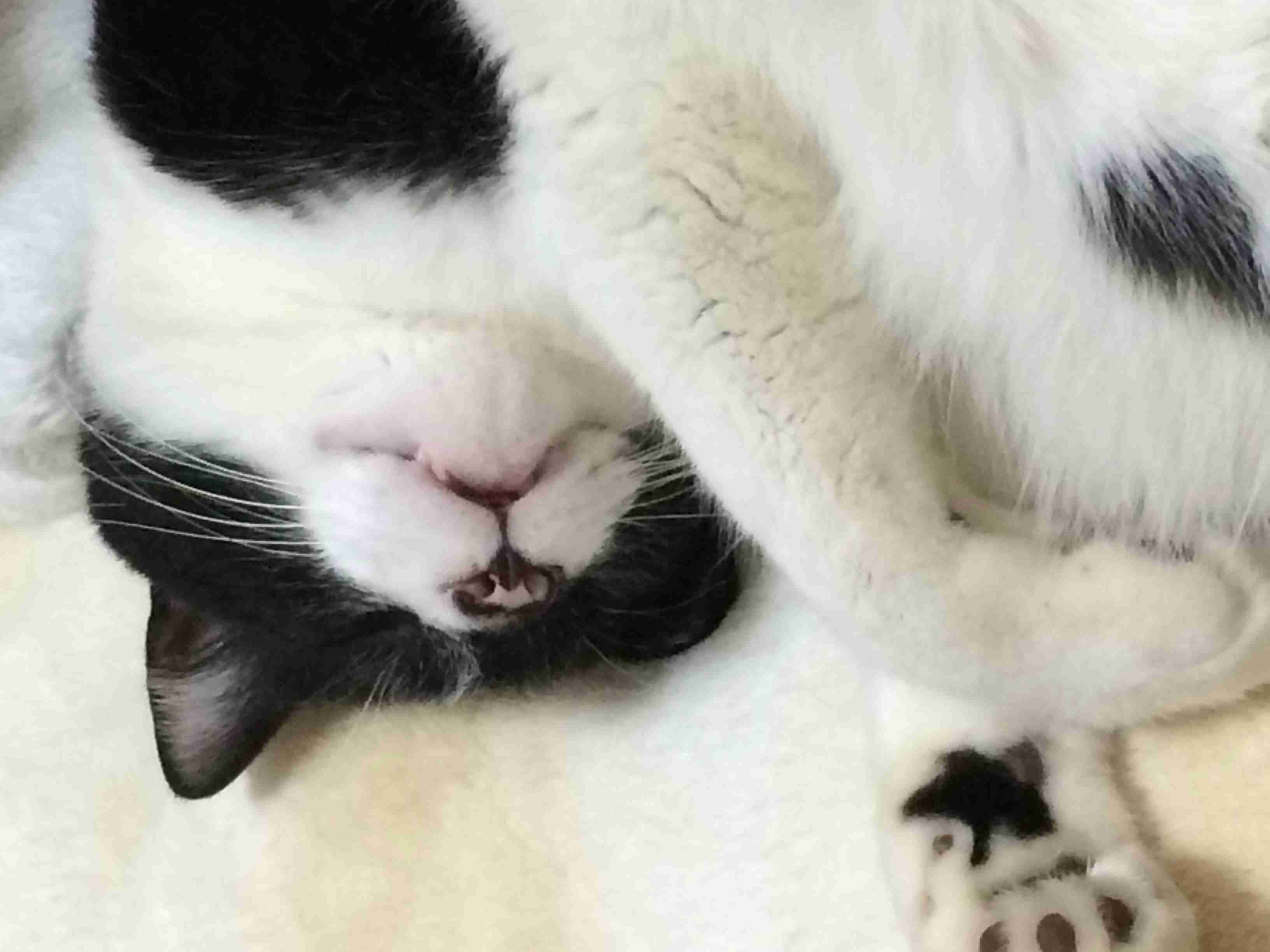 2月22日、猫の日です＊猫の画像貼っていきましょう(*´∀`)♪