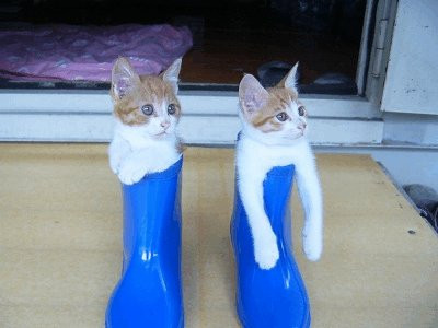 2月22日、猫の日です＊猫の画像貼っていきましょう(*´∀`)♪