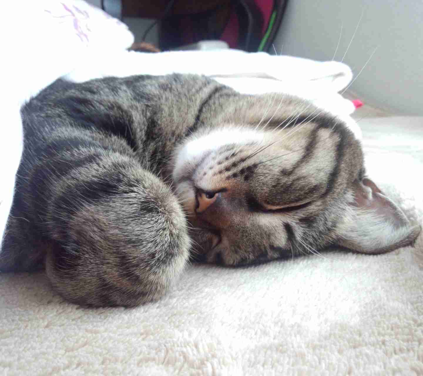 2月22日、猫の日です＊猫の画像貼っていきましょう(*´∀`)♪