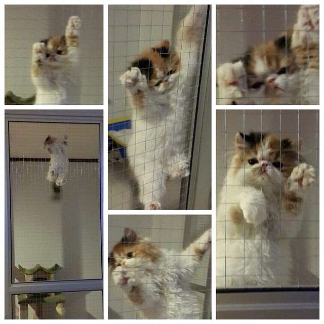 2月22日、猫の日です＊猫の画像貼っていきましょう(*´∀`)♪