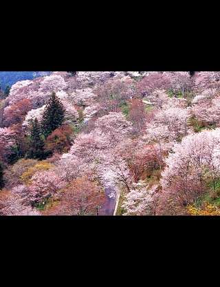 春になったら旅行に行きたい♪