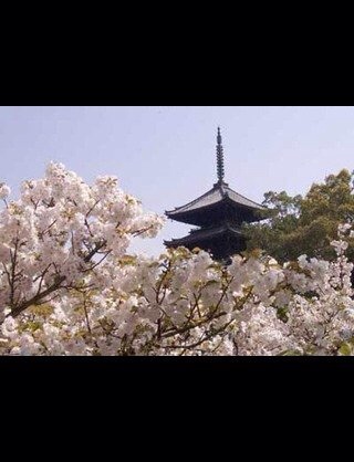春になったら旅行に行きたい♪