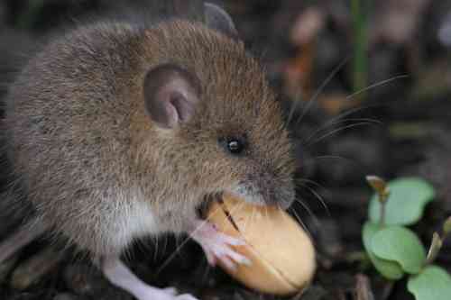 建国記念日♪日本の好きなところを語ろう☆