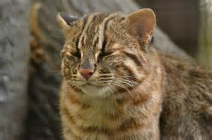 建国記念日♪日本の好きなところを語ろう☆