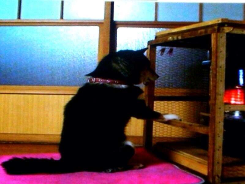 外国の猫もこたつ猫と変わらなかった事が判明ww