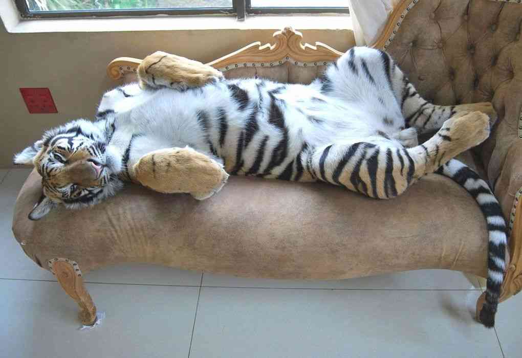 外国の猫もこたつ猫と変わらなかった事が判明ww