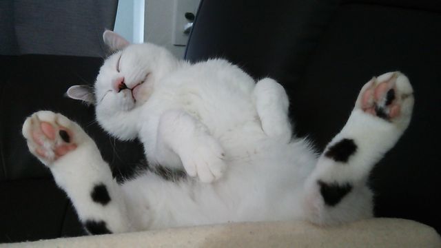 外国の猫もこたつ猫と変わらなかった事が判明ww