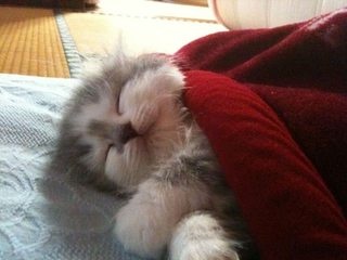 外国の猫もこたつ猫と変わらなかった事が判明ww