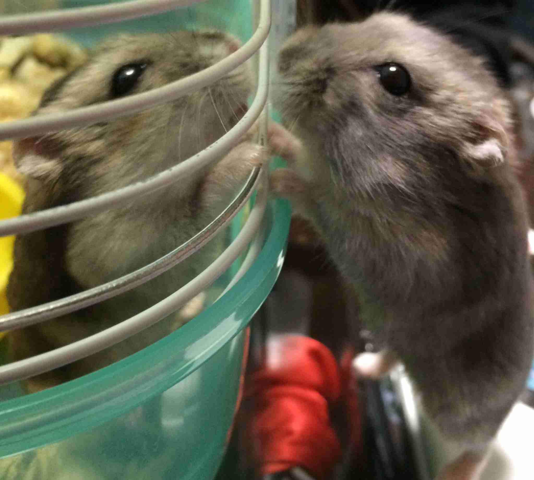 小動物が好きな方