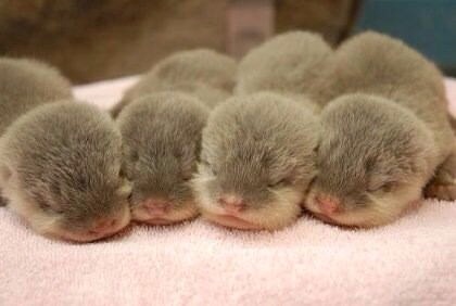 小動物が好きな方