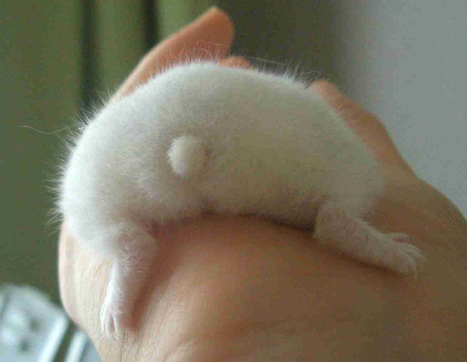 小動物が好きな方