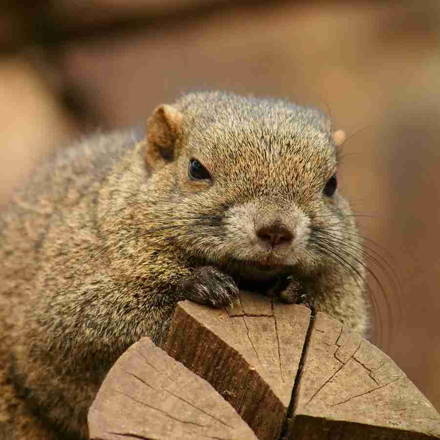 小動物が好きな方