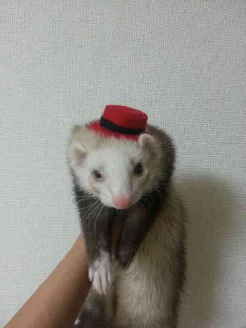 小動物が好きな方