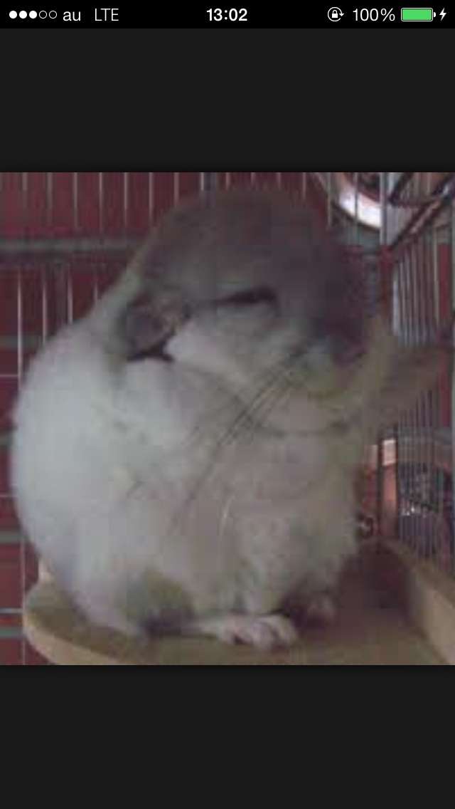 小動物が好きな方